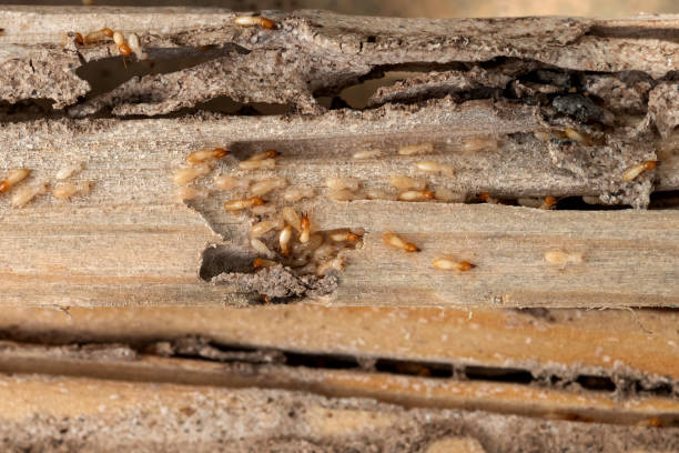 Best Termite Control Services  in Oxford, GA
